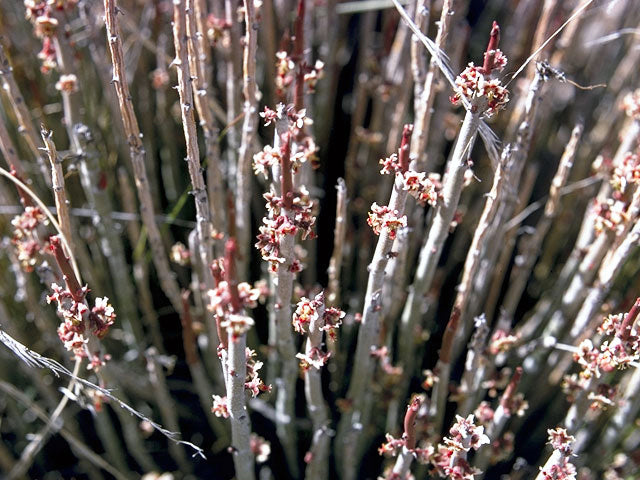 Euphorbia antisyphilitica --Candelilla--