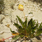Oenothera macrocarpa --Fluttermill Evening Primrose--