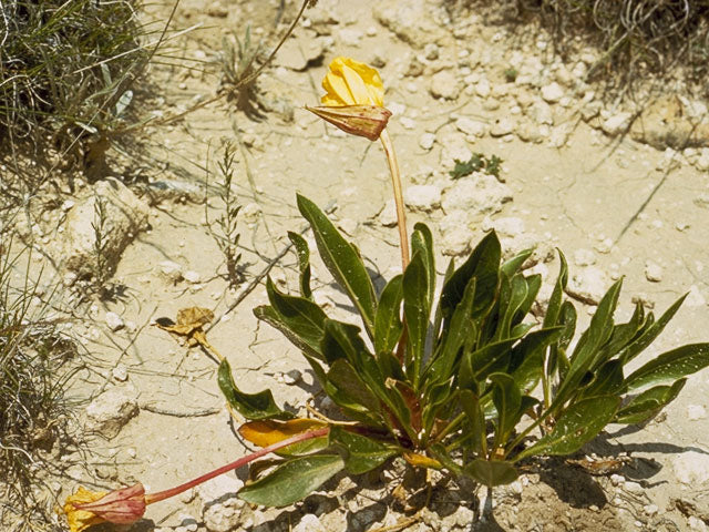 Oenothera macrocarpa --Fluttermill Evening Primrose--