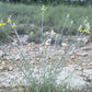 Dalea aurea --Golden Dahlia--