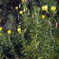 Oenothera jamesii --River Primrose--