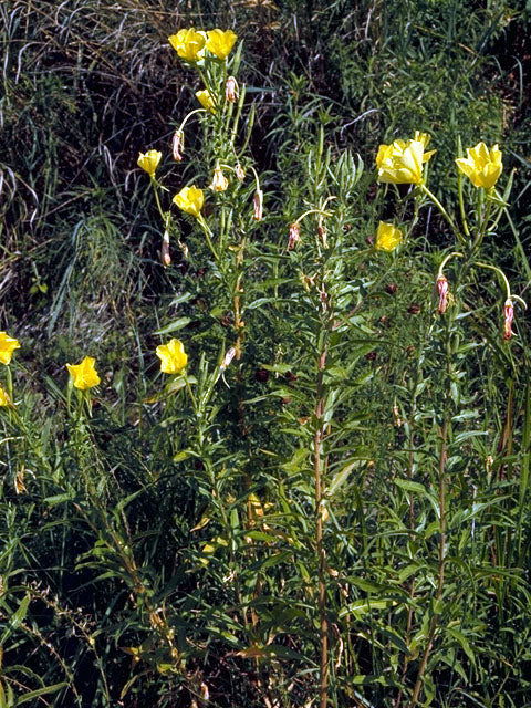 Oenothera jamesii --River Primrose--