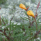 Oenothera macrocarpa --Fluttermill Evening Primrose--