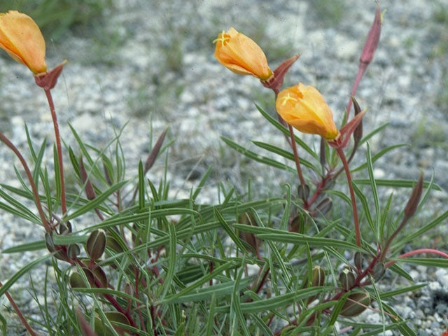 Oenothera macrocarpa --Fluttermill Evening Primrose--
