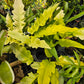 Philodendron 'Golden Crocodile'