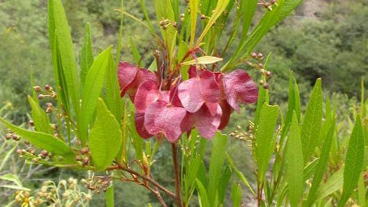 HOPBUSH --Dodonea viscosa--