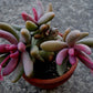 Pachysedum 'Ganzhou'