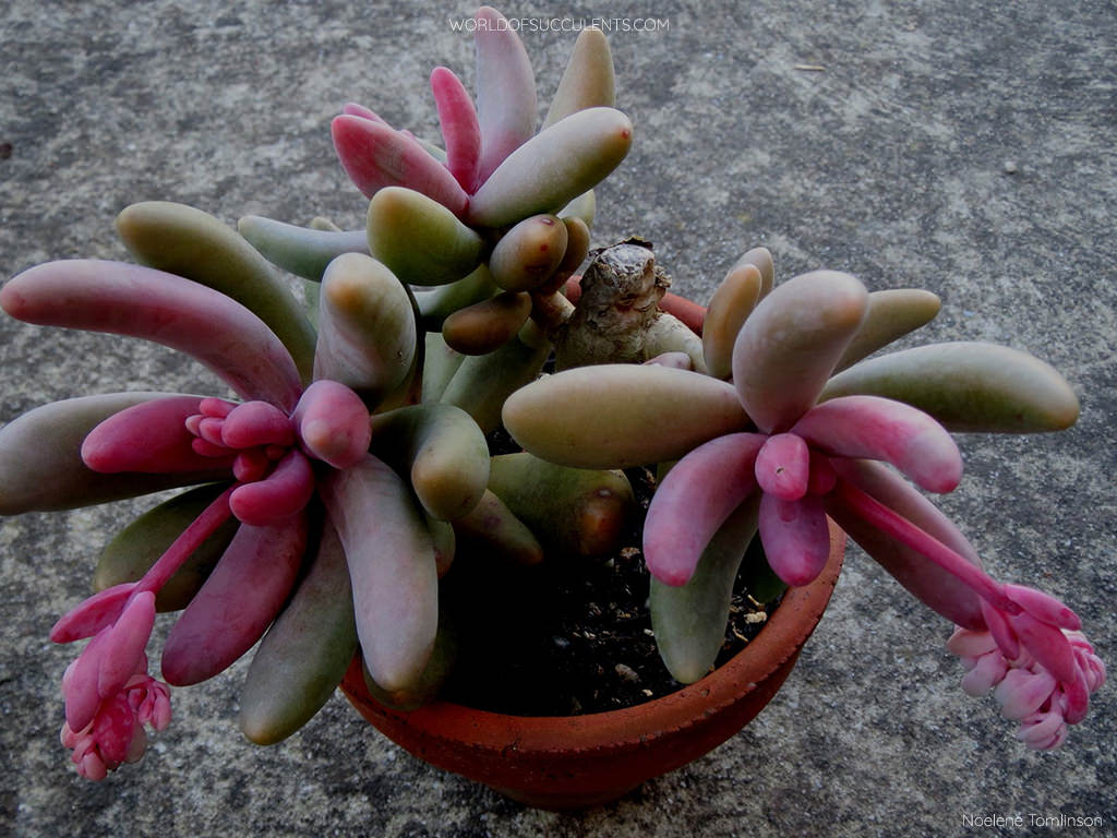 Pachysedum 'Ganzhou'