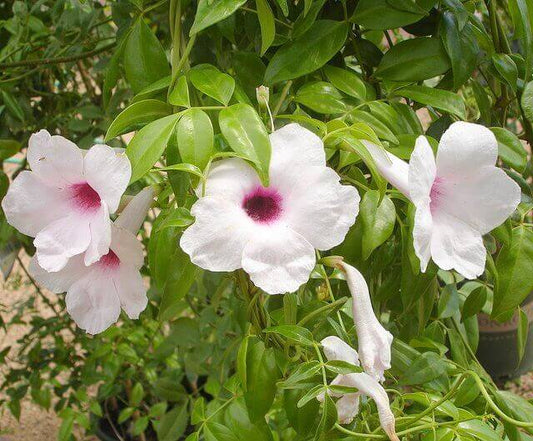 Pandorea jasminoides --Pandora Vine--