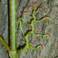 Parthenocissus quinquefolia --Virginia Creeper--