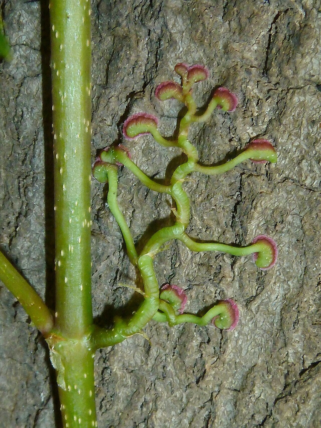 Parthenocissus quinquefolia --Virginia Creeper--