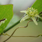 PASSIONFLOWER 'Corkystem' --Passiflora suberosa--