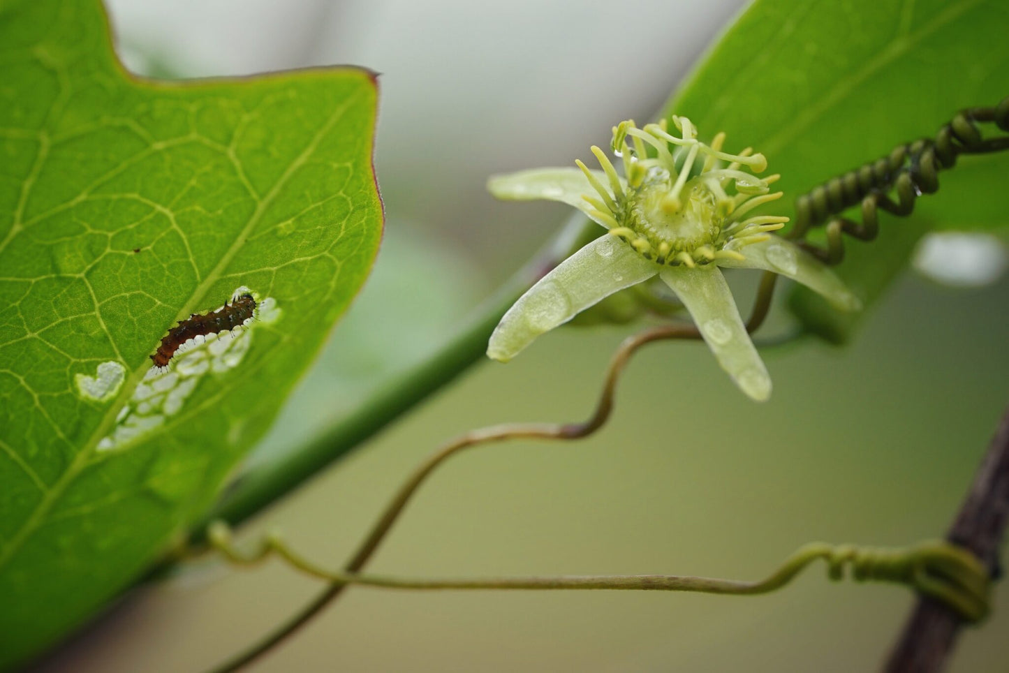 PASSIONFLOWER 'Corkystem' --Passiflora suberosa--