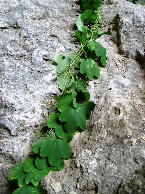 PASSIONFLOWER 'Native Yellow' --Passiflora lutea--