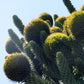 MONKEY PUZZLE TREE --Araucaria araucana--