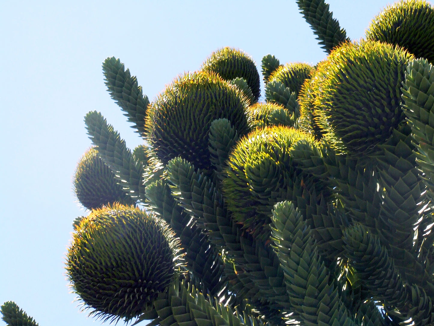MONKEY PUZZLE TREE --Araucaria araucana--
