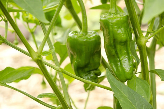 PEPPER 'Padron'