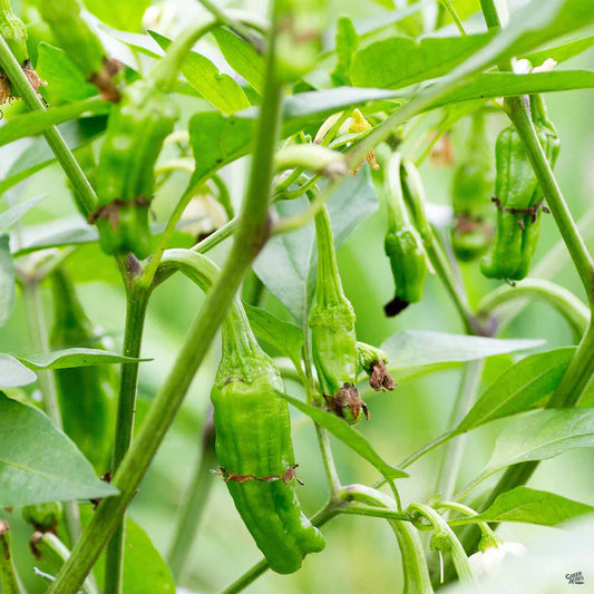 PEPPER 'Shishito'