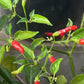 PEPPER 'Xigole'