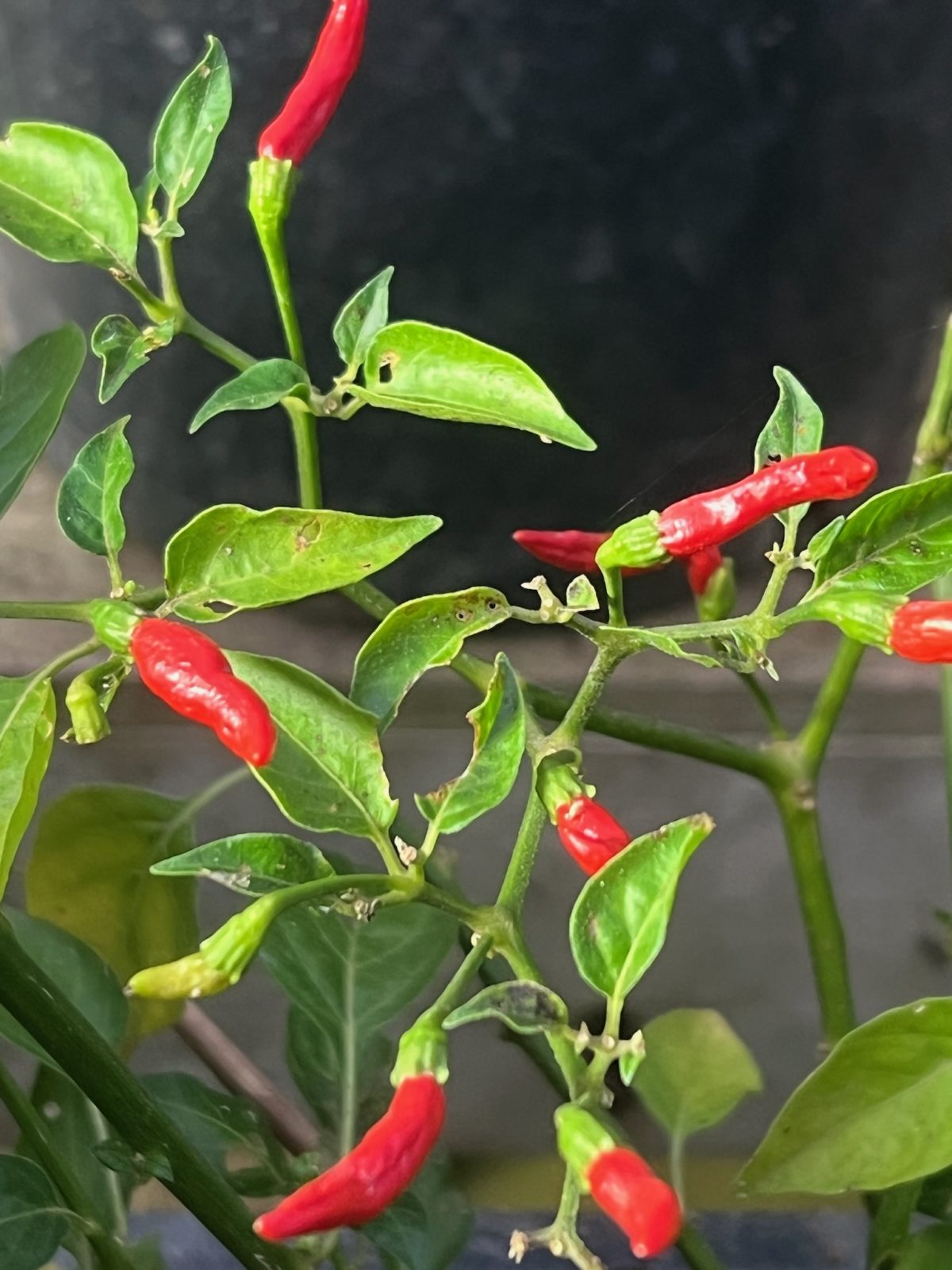 PEPPER 'Xigole'