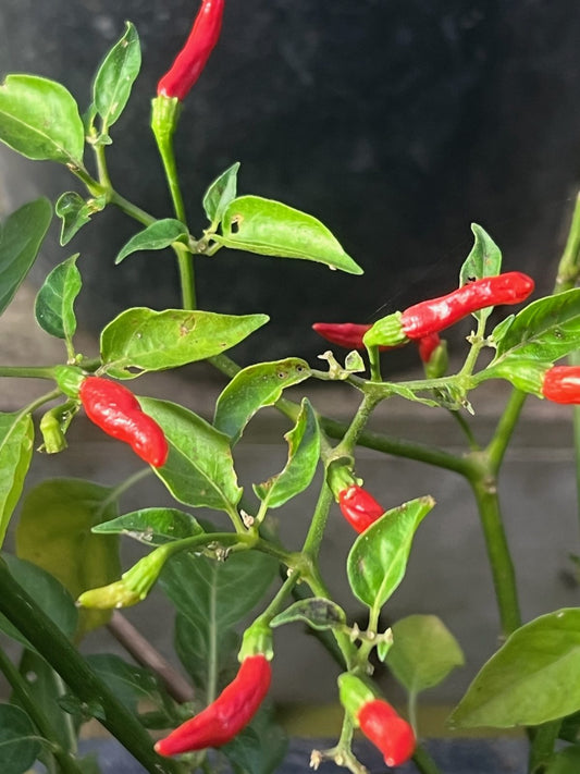 PEPPER 'Xigole'