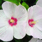 Hibiscus moscheutos 'Peppermint Flare'