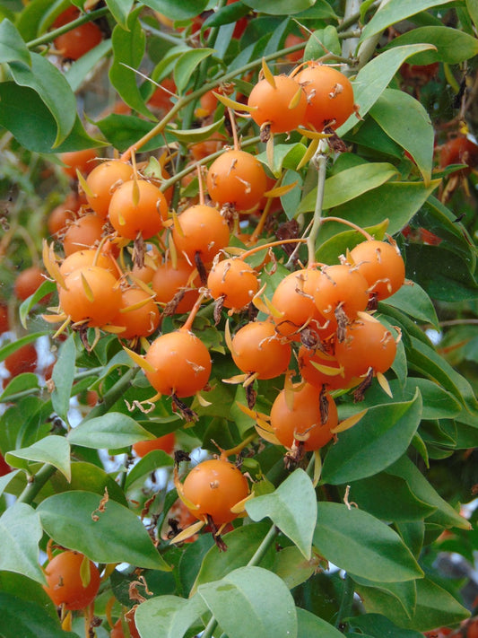 GOOSEBERRY 'Barbados' --Pereskia aculeata 'Godseffiana'--