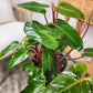 Philodendron erubescens 'Red Emerald'