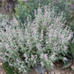 Phlomis purpurea --Jerusalem Purple Sage--
