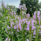 Physostegia virginiana --Fall Obedient plant--