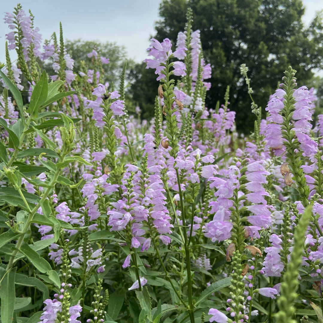 Physostegia virginiana --Fall Obedient plant--