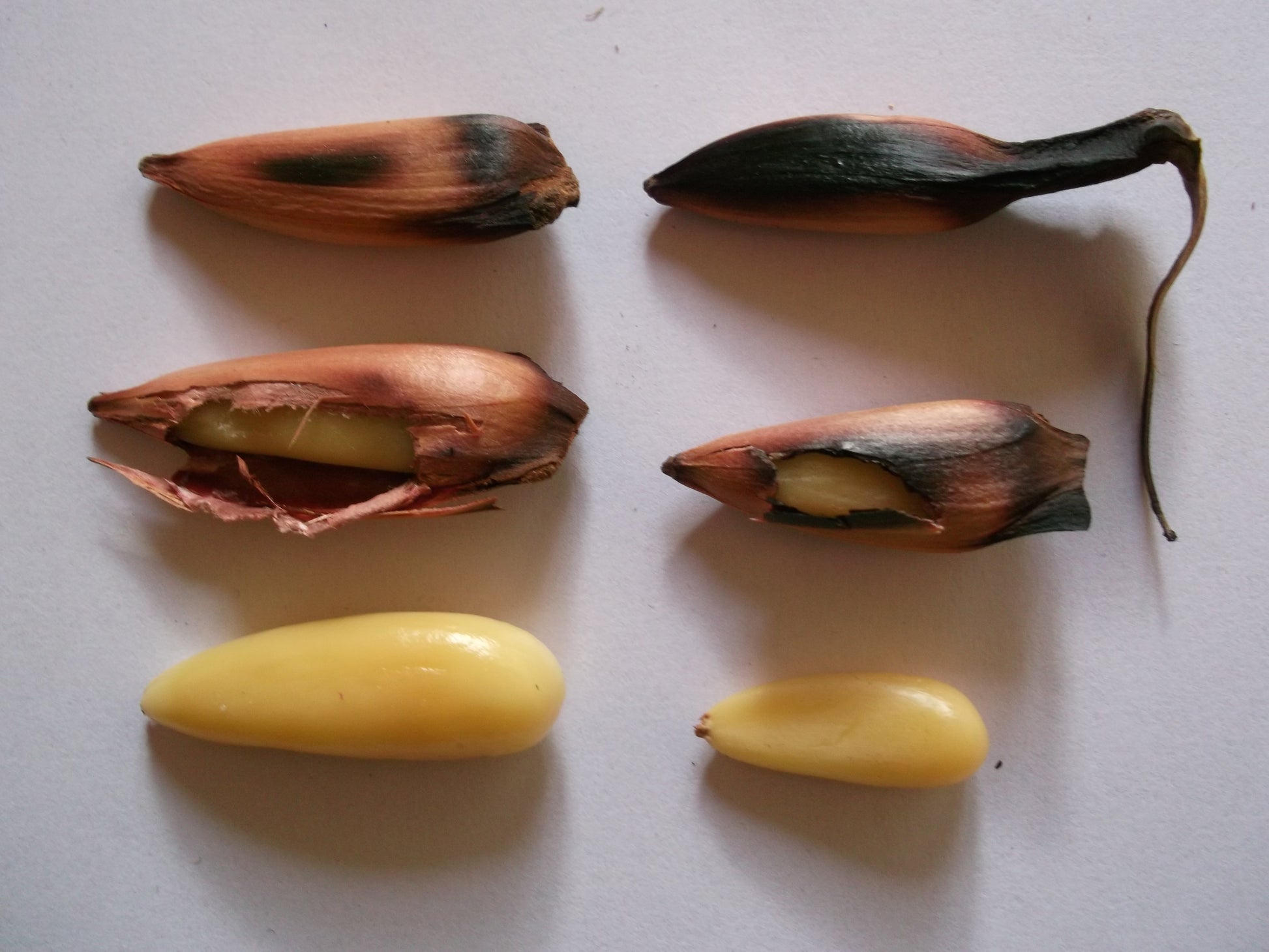planting monkey puzzle tree seeds MONKEY PUZZLE TREE --Araucaria araucana--