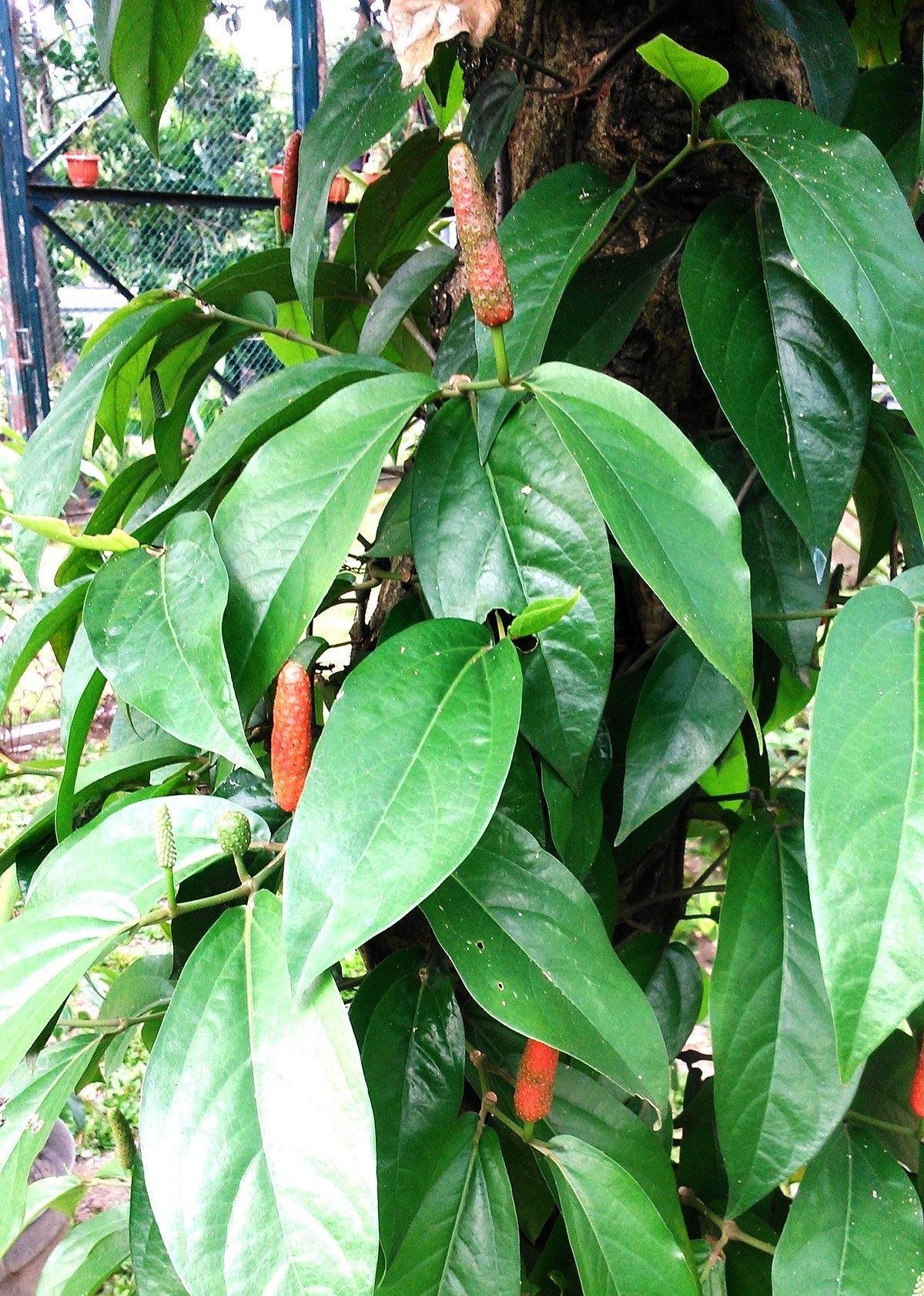 BALINESE LONG PEPPER --Piper retrofactum--