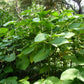 ROOT BEER PLANT --Piper auritum 'Hoja Santa'--