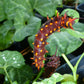 Aristolochia fimbriata --White-Veined Dutchman's Pipevine--