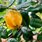 STAR CHERRY --Eugenia selloi--