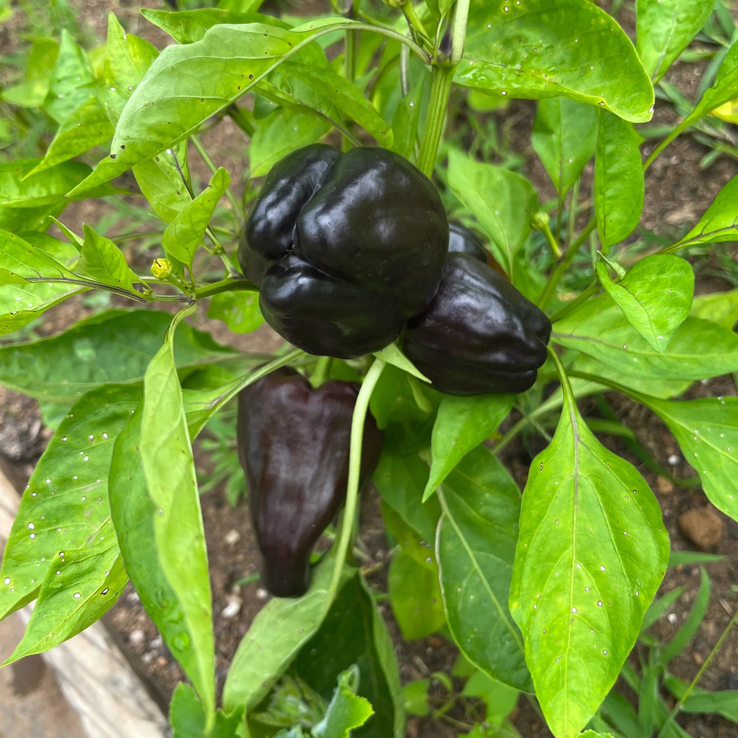 PEPPER 'Zulu'