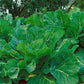 KALE 'Portuguese'