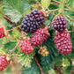BOYSENBERRY 'Thornless' --Rubus ursinus--