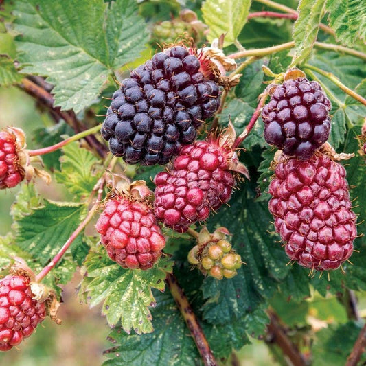 BOYSENBERRY 'Thornless' --Rubus ursinus--