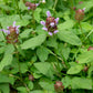 HEAL-ALL --Prunella vulgaris--