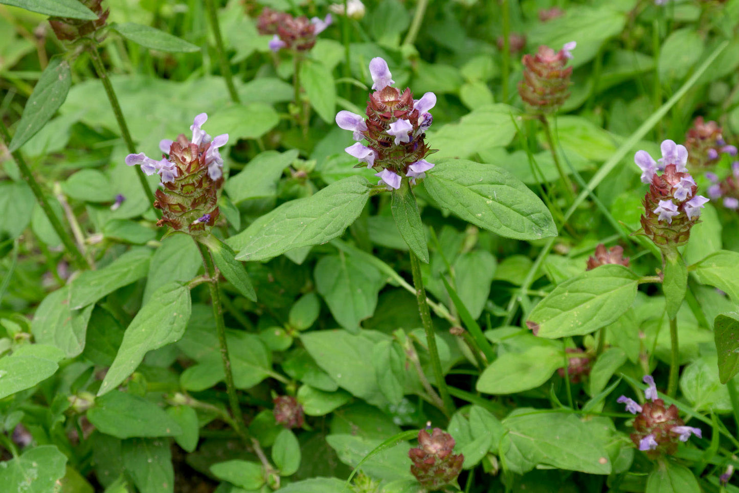 HEAL-ALL --Prunella vulgaris--