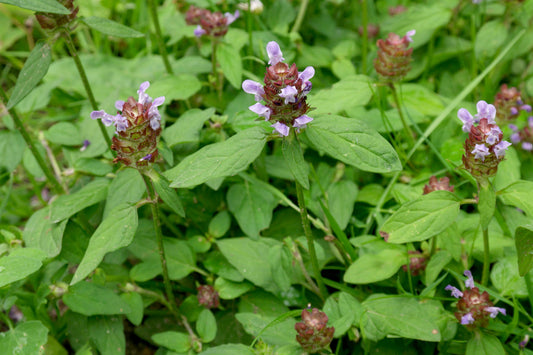 HEAL-ALL --Prunella vulgaris--