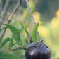 POMEGRANATE 'Eight Ball' --Punica granatum--