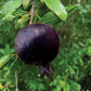 POMEGRANATE 'Eight Ball' --Punica granatum--
