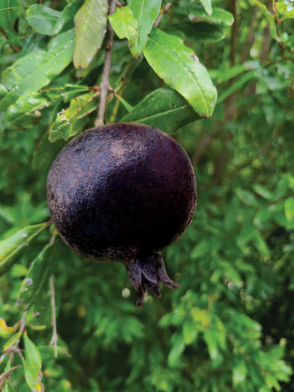 POMEGRANATE 'Eight Ball' --Punica granatum--