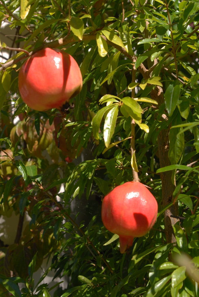 POMEGRANATE 'Kashmir' --Punica granatum--