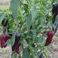 PEPPER 'Purple Jalapeño'