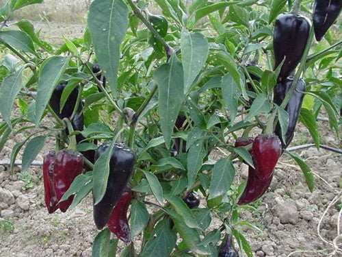 PEPPER 'Purple Jalapeño'