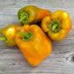 PEPPER 'Canary Bell'